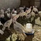 دجاج رومي العمر ثلاثة شهور محصن علي الشرط