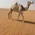 ناقه ظريبه وضحاء سلم