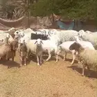 مراح غنم 46 بفحلها