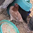 السلام عليكم للبيع دجاج