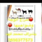 قروب حراج
