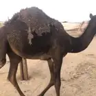 قعود كفو فل تحت امه