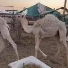 حشو.لباني الطرفيه الشرقيه