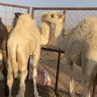 للبيع قعدان قصب