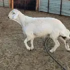 طلي حري خصم الخصم ارتفاع وراس ملكي