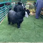 معزا عوارض جروم وجباره