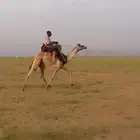 ماشالله تبارك الله قعود طايع السن جذع