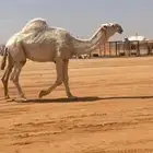 فحل اوضح علياني كفو
