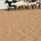 ضان متابيع كفوو