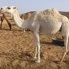 بكره حقه سليمة من العيوب