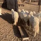 غنم حريات ورفيد مراح واحد