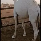 قعود عمره سنه وسته شهور شمال ام الجماجم