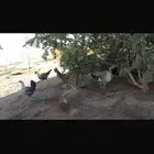دواجن البيع