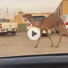 قعود