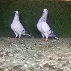 زوج بوز ثلجي منتج