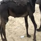 قعود مجهم كفو تحت امه