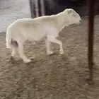 فحل حري