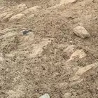 دجاج بلدي شرط