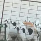 نعيم