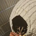سناجب للبيع اليفه