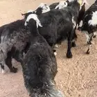 ضان عرب دفيع بفحلها وفيها متبع