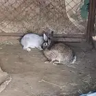 إناثي ارنب شنشلا