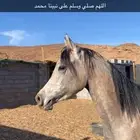 مهر شيخ