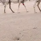 لقحه وضحا