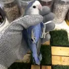 زوج روز محلل للانتاج