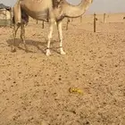 ناقه حمراء شماليه ضروبه كفوو