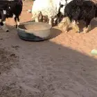 السلام عليكم للبيع طليان نجد ونعيم العدد 7 مغلقه ماسيمت