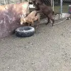 تيس جذع فحل حار