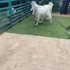 معزا مشاريك بيض