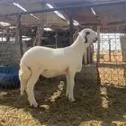 مشروع فحل مطور
