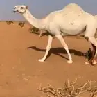 ناقة كفو للبيع