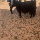 عنز دافع وعنز معه ولده عوارض