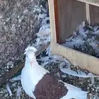 حمام زوج مفتل احمر مكتف