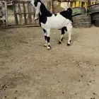 تيس فحل جذع