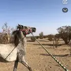 مهره