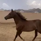 فرس معها مهره