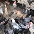 دجاج بلدي