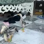 صيصان شامو ياباني اثنين ديوك واحدة فرخة التواصل خاص الصامل