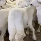 بيع اغنام متوفر تقصيد تابي وتمارا