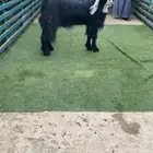فحل عارضي جرم فاخر