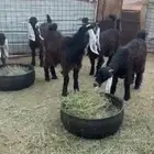 8 جفرات عوارض للبيع