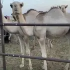 للبيع حشو مستورد. الوقع الجمش