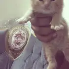 قط ذكر صغير للبيع عمره اسبوعين