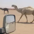 للبيع البعير الأوضح الكفو