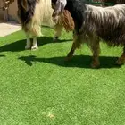 ثنيات مشاريك بعارضي