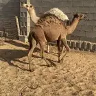 حيران حشو قعدان قصب